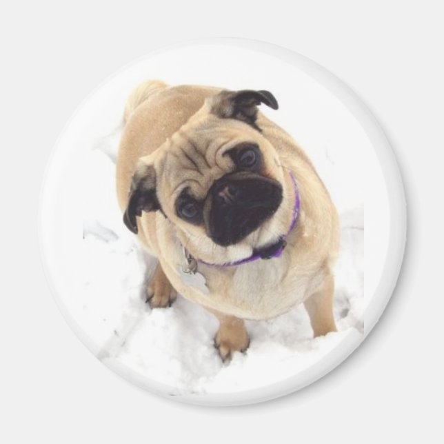 En Pug magnet (Framsidan)