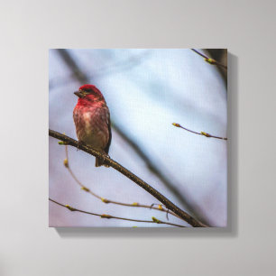 En purpurfärgad Finch 12 x 12 sträckte Canvastryck