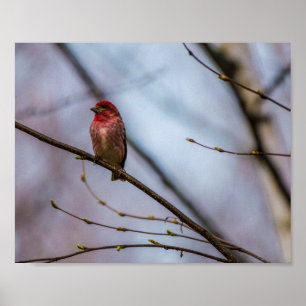 EN PURPURFÄRGAD FINCH I MAINE 10 X ARKIVTRYCK 8 POSTER