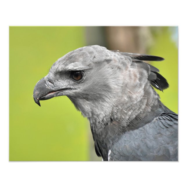 En regalharpisk örn fototryck (Framsidan)