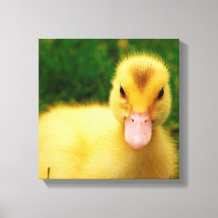 En regnig Duckling Canvastryck