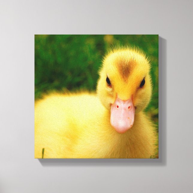 En regnig Duckling Canvastryck (Framsida)