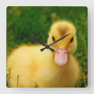 En regnig Duckling Fyrkantig Klocka