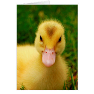 En regnig Duckling Hälsningskort
