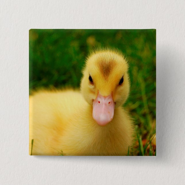 En regnig Duckling Knapp (Framsida)