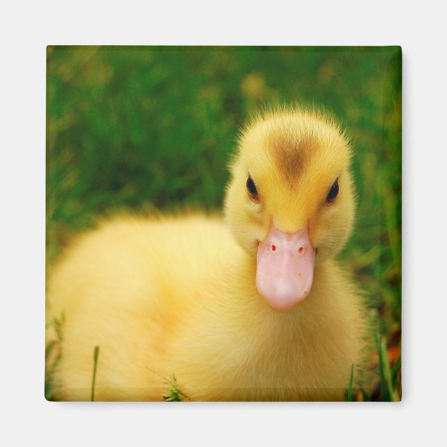 En regnig Duckling Magnet (Framsidan)