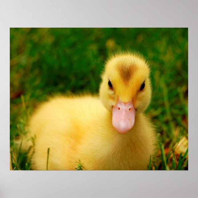 En regnig Duckling Poster (Framsidan)