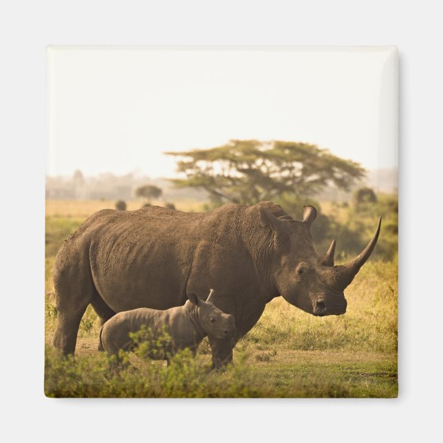 En Rhino med hennes baby Magnet (Framsidan)