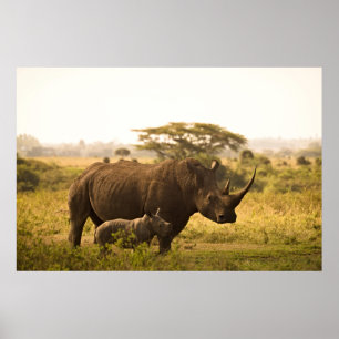 En Rhino med hennes baby Poster