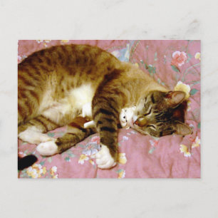 En riktig katt, en fake-katt vykort