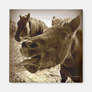 En riktig vän magnet