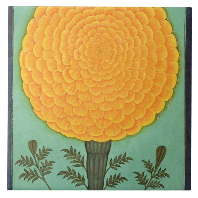 En ringblomma, från det små Clive album (w/c på Kakelplatta (Framsidan)