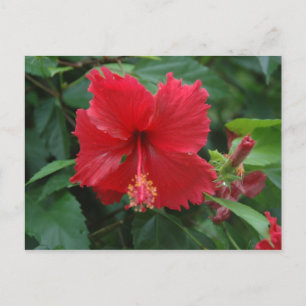 En röd hibiscus vykort
