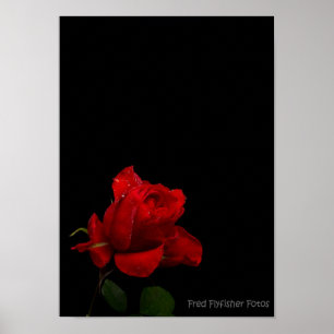 En röd ros poster