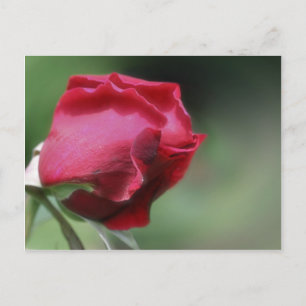 En röd Rosenknopp blomma Vykort
