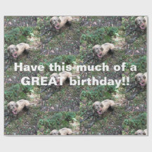 En rolig ungersk Vizsla-rulle med papprare inslagn