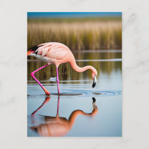 En Rosa Flamingo som ser sin reflektion i Vatten Vykort