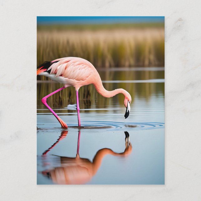 En Rosa Flamingo som ser sin reflektion i Vatten Vykort (Framsida)