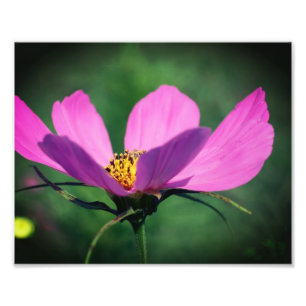 En Rosa kosmos blommar i Bloom 8 x 10 Fototryck
