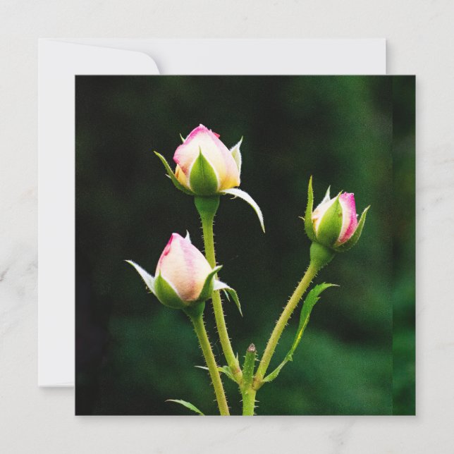 En rosenknopp (Framsida)