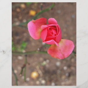 En rosenknopp i november