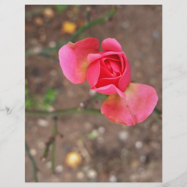 En rosenknopp i november (Framsida)