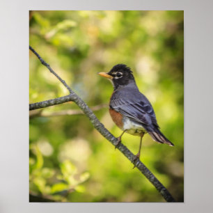 En Round Robin på Gren Poster