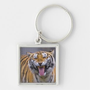 En ryta tiger, Taiwan, Taipei, Taipei Zoo Fyrkantig Silverfärgad Nyckelring