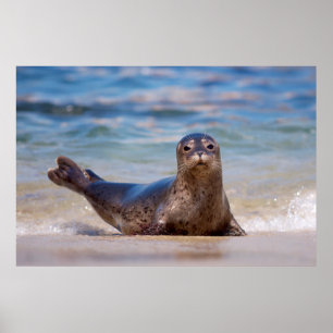 En säl på en strand längs Stilla havet Kusten Poster