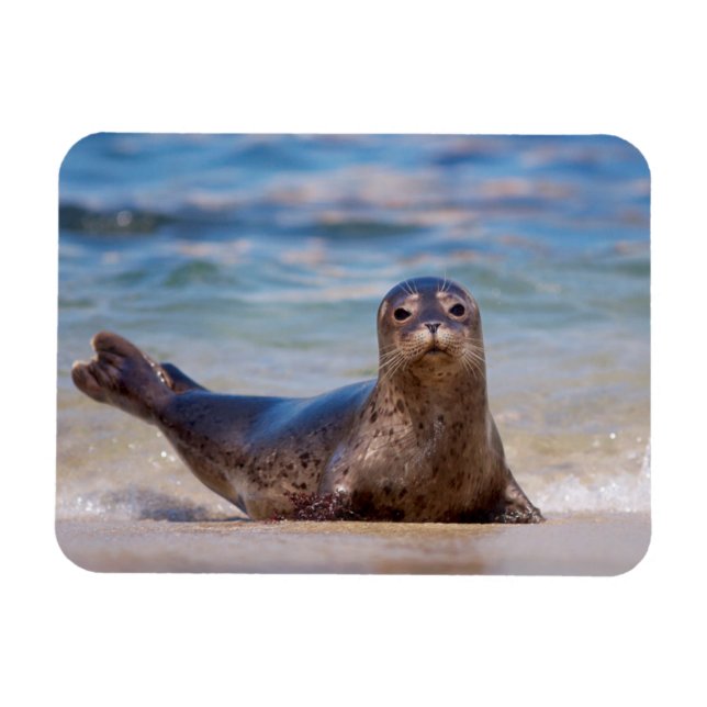 En säl på en strand längs Stillahavskusten Magnet (Horisontell)