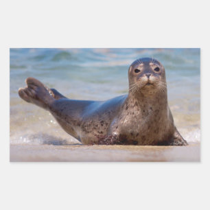 En säl på en strand längs Stillahavskusten Rektangulärt Klistermärke