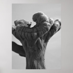En sällsynt Saguarokaktus Poster