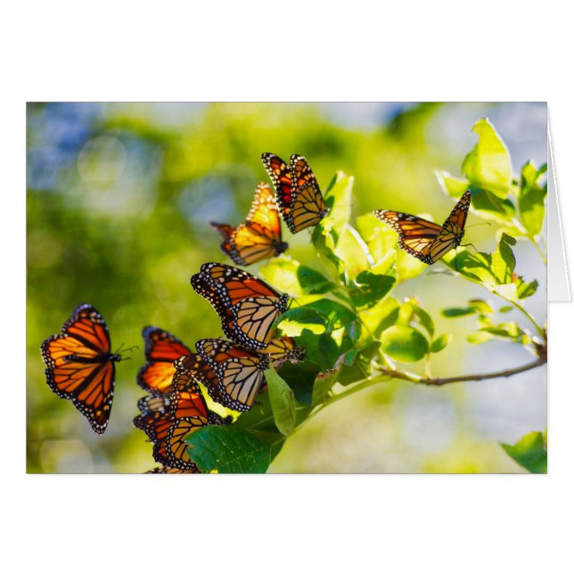 En sammankomst av monarkfjärilar hälsningskort (Framsidan Horizontal)