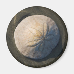 En Sanddollar på stranden Magnet