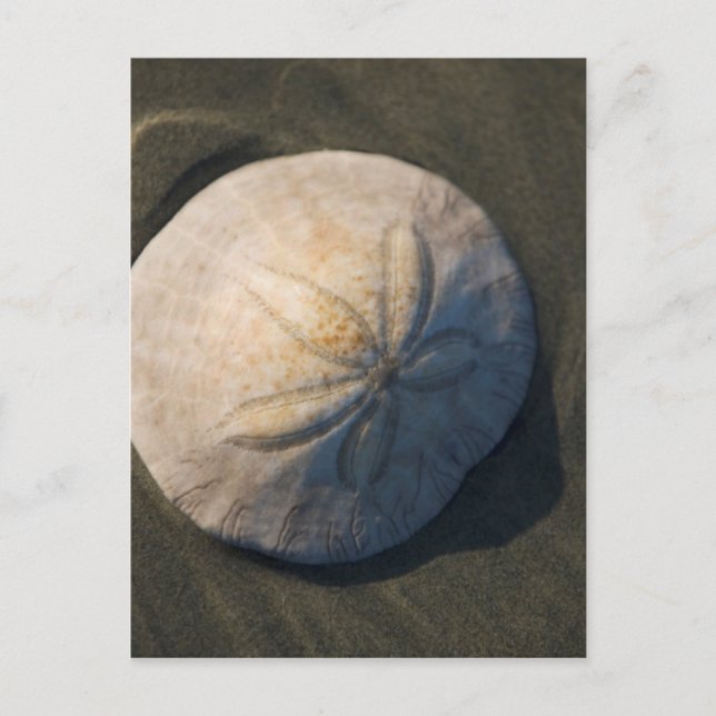 En Sanddollar på stranden Vykort (Framsida)