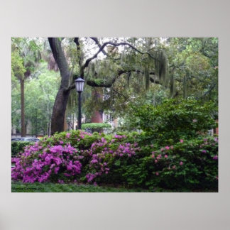 En Savannah Square i Bloom Poster