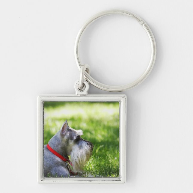 En Schnauzer som lägger i gräset Fyrkantig Silverfärgad Nyckelring (Framsidan)