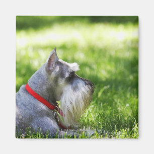 En Schnauzer som lägger i gräset Magnet