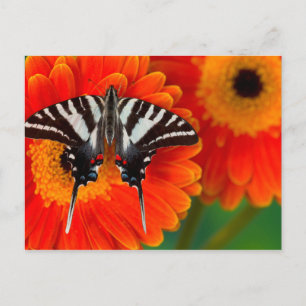 En sebraSwallowtail fjäril Vykort