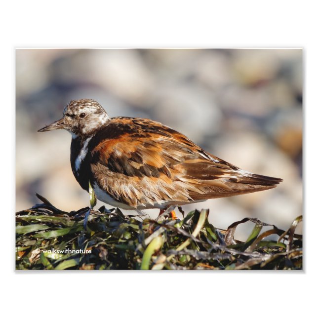 En Showstop Ruddy Turnstone Fototryck (Framsidan)