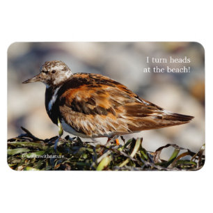 En Showstop Ruddy Turnstone Magnet