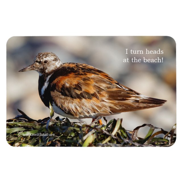 En Showstop Ruddy Turnstone Magnet (Horisontell)