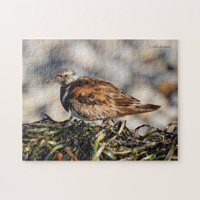 En Showstop Ruddy Turnstone Shorebird Pussel (Horisontell)