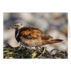 En Showstop Ruddy Turnstone vid Beach Hälsningskort