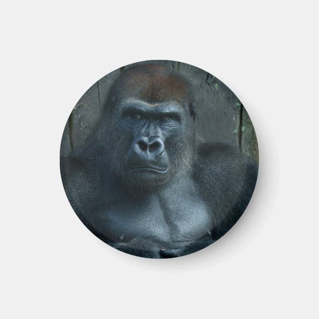 En Silverback i Skapar Magnet (Framsidan)