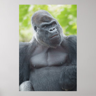 En Silverback's Gaze Poster