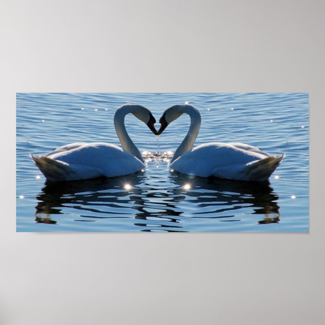En simmande Svan Heart Kiss, reflektioner från Kär Poster (Framsidan)