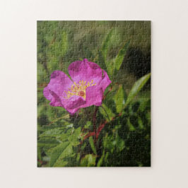 En singelvild steg pussel