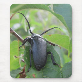 En skalbagge resa musmatta