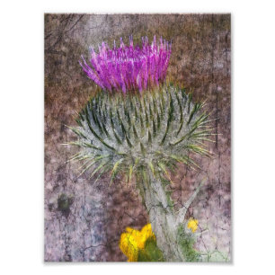 En skotsk Thistle Fototryck
